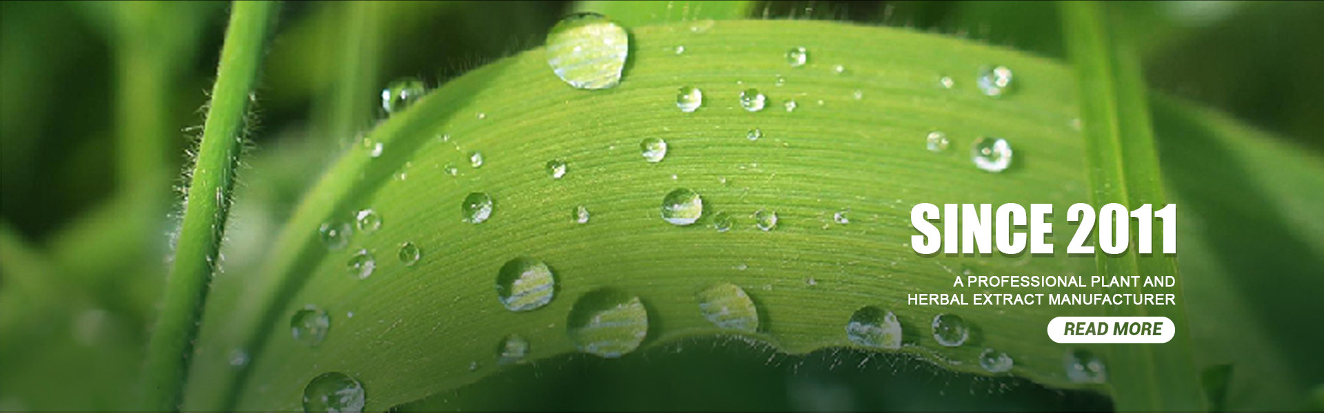 qualità Estratto vegetale in polvere fabbrica